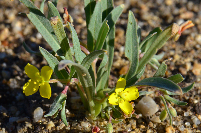 Palmer Evening Primrose is a native annual that may grow up to 8 inches more or less. Green leaves are basal and cauline; cauline leaves are and alternate. Tetrapteron palmeri 